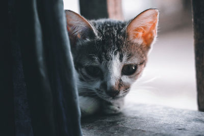 Close-up portrait of a cat