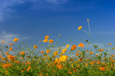 Close-up of yellow flowering plants on field against sky