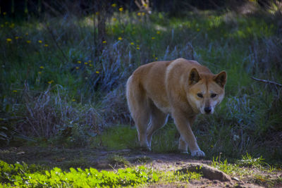Cat standing in a forest