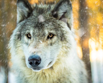 Close-up portrait of a animal