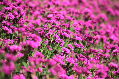 Close-up of pink flowering plants on field