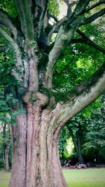 Trees in forest