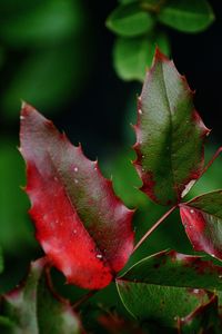 Close-up of red maple leaves on plant