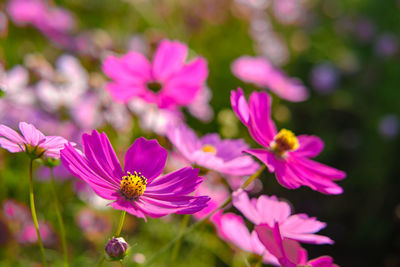 Close-up of pink cosmos flowers