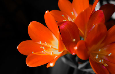 Close-up of red tulip