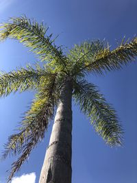 Low angle view of coconut palm tree against blue sky