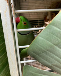 Close-up of parrot in cage