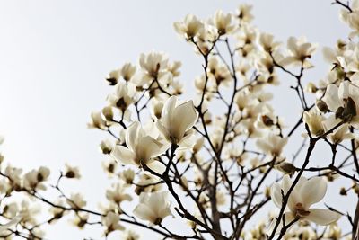 Low angle view of white flowering tree against sky