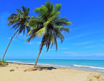 Palm tree on beach against blue sky