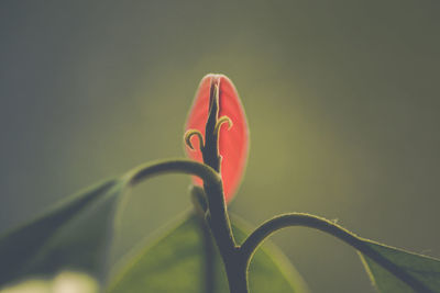 Close-up of flower against blurred background