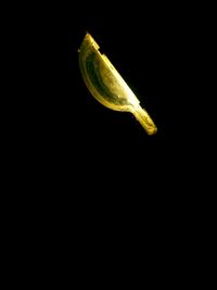 Close-up of leaf over black background