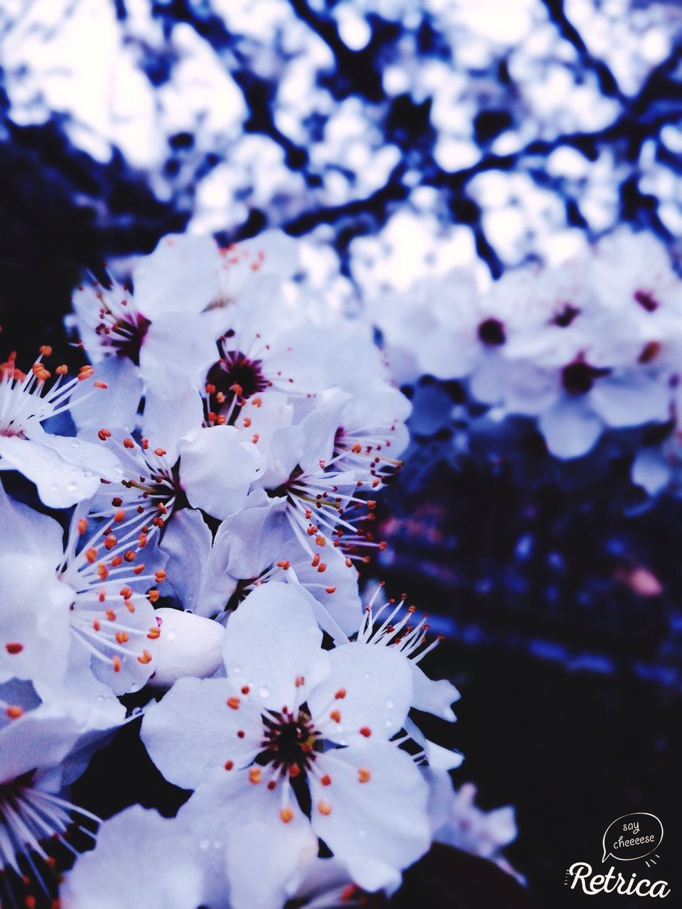 flower, fragility, freshness, petal, low angle view, beauty in nature, cherry blossom, growth, branch, nature, pink color, tree, blossom, blooming, close-up, in bloom, flower head, cherry tree, focus on foreground, sky