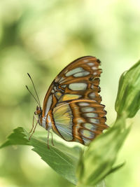 Butterfly on leaf