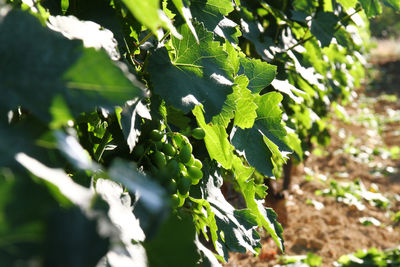 Close-up of green leaves on plant