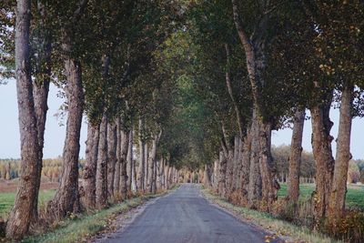Road amidst trees in forest