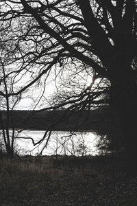 Silhouette bare tree on field against sky