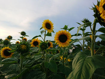 Close-up of yellow flowering plant against sky