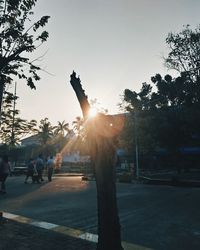 Sun shining through trees