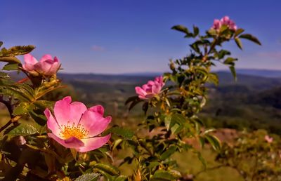 Close-up of pink flowers blooming against sky