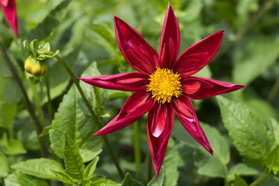 Close-up of red flower