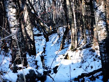 Bare trees in forest during winter