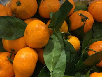 Close-up of orange fruits