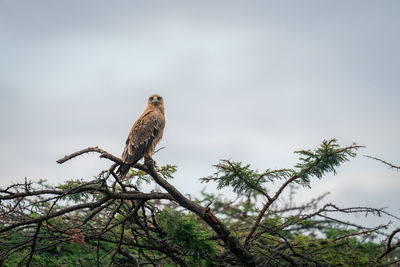 Low angle view of bird perching on tree against clear sky