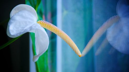 Close-up of white flowers against blurred background