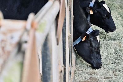 Close-up of cattle and cows