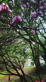 Pink cherry blossoms in spring