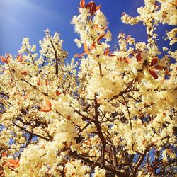 Low angle view of apple blossoms in spring