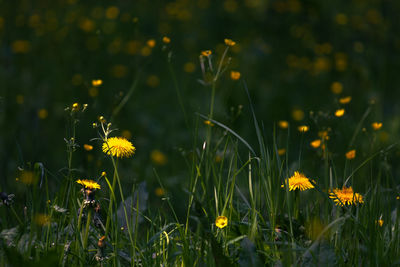 Close-up of yellow flowering plants on field