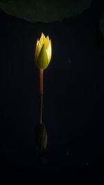 Close-up of yellow rose against black background