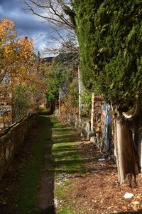 Walkway amidst trees against sky during autumn