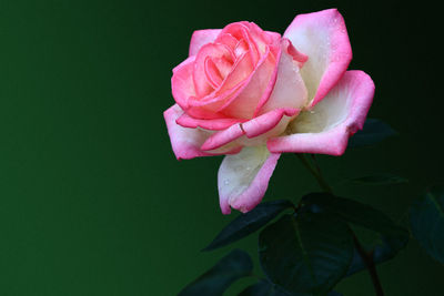 Close-up of pink rose