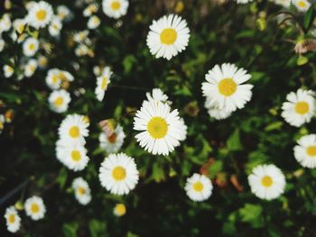 High angle view of white flowering plants