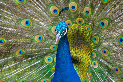 Male peacock displaying multicoloured, blue, green, gold, feathers in mating show eyeline view