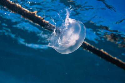 Close-up of jellyfish swimming in sea