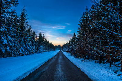 Sunset at pine forest at vrads sande, denmark