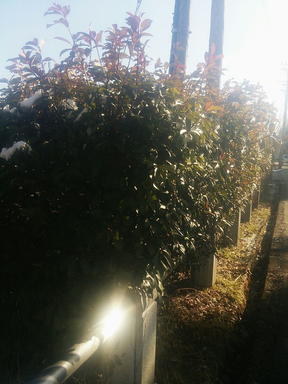 tree, growth, low angle view, sunlight, sun, street light, plant, sunbeam, nature, lens flare, flower, clear sky, lighting equipment, branch, outdoors, no people, sky, beauty in nature, built structure, day