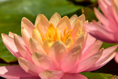 Lotus flower on a summer lake.