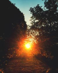 Sun shining through trees