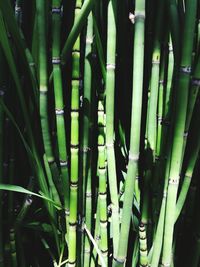 Full frame shot of bamboo plants