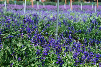 Close-up of purple lavender flowers on field