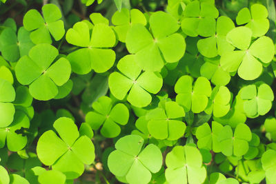 Full frame shot of green leaves