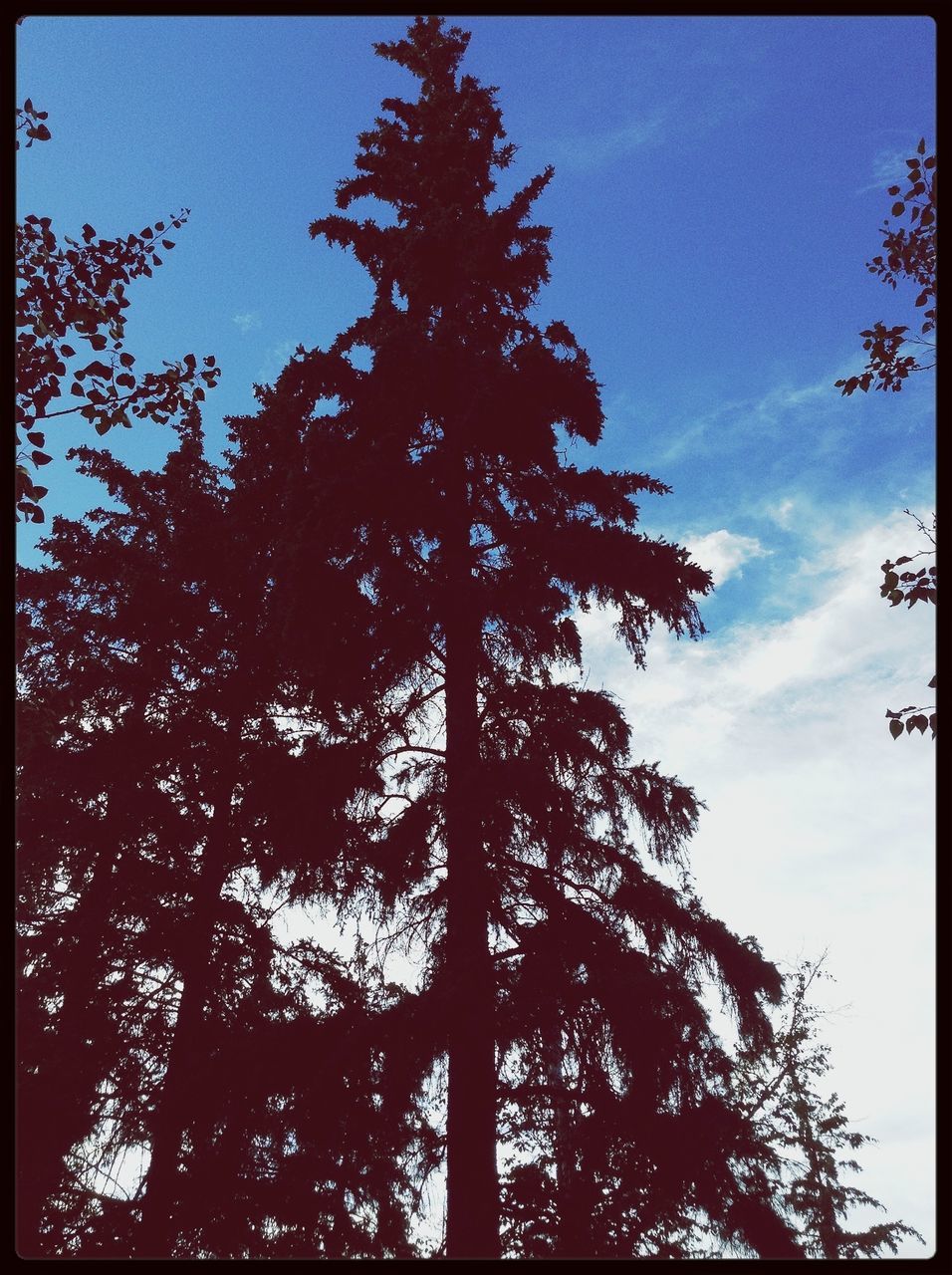 low angle view, tree, sky, silhouette, transfer print, tranquility, growth, nature, beauty in nature, auto post production filter, branch, tree trunk, blue, scenics, tranquil scene, outdoors, no people, sunlight, cloud - sky, day