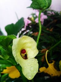 Close-up of wet yellow rose flower