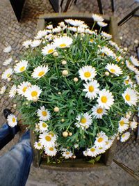 High angle view of yellow flowers blooming outdoors