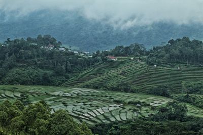 Scenic view of agricultural field