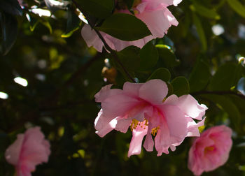 Close-up of pink flowers blooming outdoors